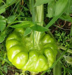 2023姜柄瓜今日价格,今日价格动态解析”