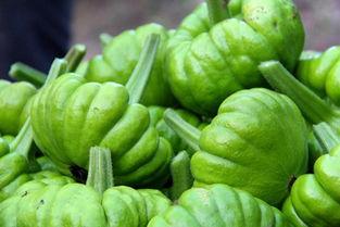 2023姜柄瓜今日价格,今日价格动态解析”