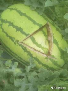 兴仁西沙瓜今日报价,价格行情一览”