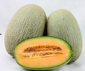 今日哈密瓜种子价格查询