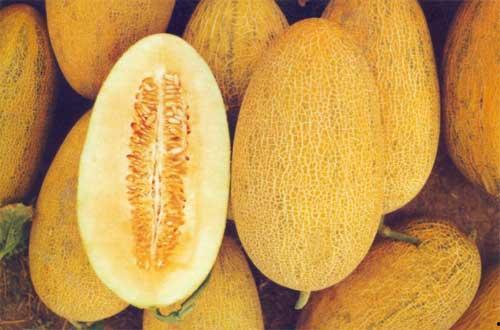 今日哈密瓜种子价格查询