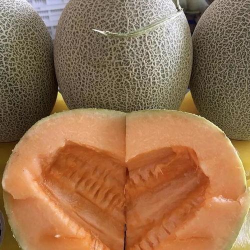 今日哈密瓜种子价格查询