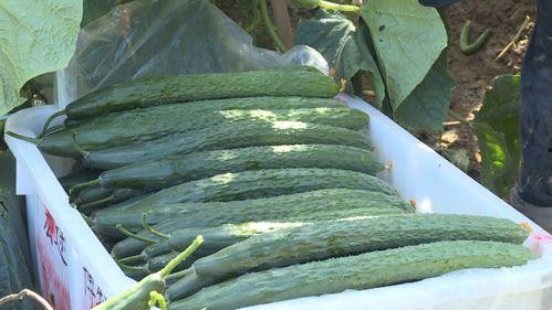 清河市场石头瓜今日价钱,价格行情一览”