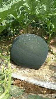 今日蒲城瓜价,瓜价波动，新鲜资讯速递