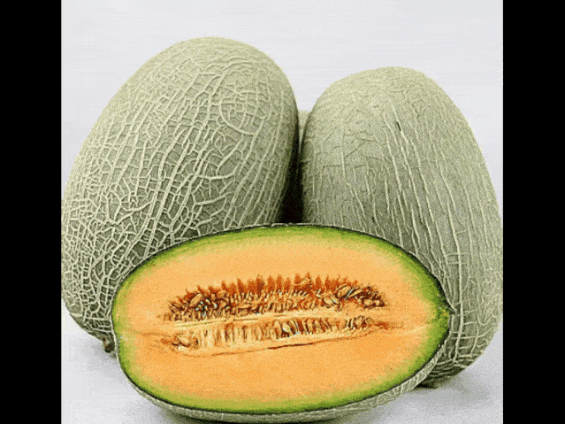今日万邦源正达哈密瓜,新疆甜蜜之选，品质生活新体验