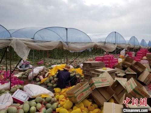 佛罗哈密瓜今日价格,今日佛罗哈密瓜价格行情一览