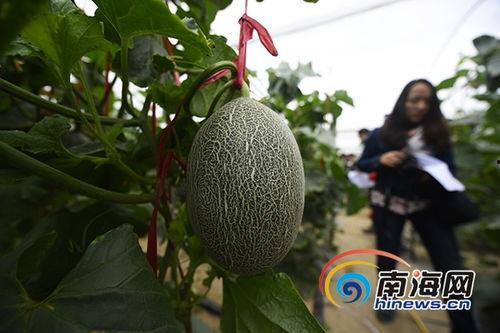 佛罗哈密瓜今日价格,今日佛罗哈密瓜价格行情一览