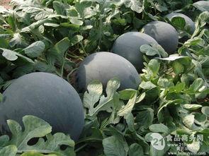 黑瓜今日价格,市场动态解析”