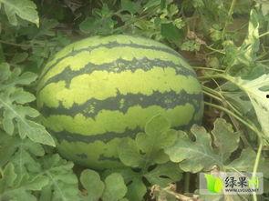 内蒙古赤峰今日角瓜价格,市场行情一览”