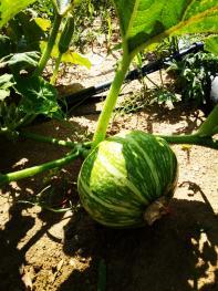 内蒙古赤峰今日角瓜价格,市场行情一览”