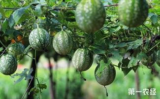 7.1小吊瓜今日价格,今日价格行情一览”