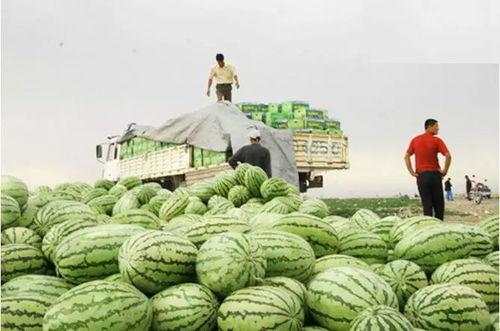 石巴瓜今日价,市场行情一览”