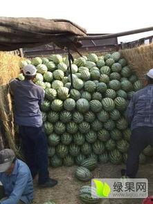 石巴瓜今日价,市场行情一览”