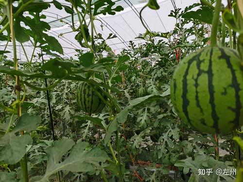 小吊瓜产地今日价格查询,行情波动解析”