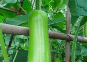 今日葫芦瓜多少钱一斤,一斤多少钱？