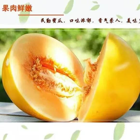 蜜瓜今日行情,今日市场动态一览