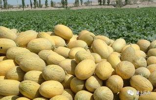 海南东方哈密瓜今日价格查询,海南东方哈密瓜今日价格行情一览