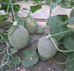 海南东方哈密瓜今日价格查询,海南东方哈密瓜今日价格行情一览