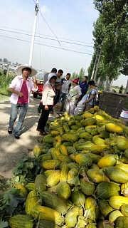 今日汕头市哈密瓜批发价,品质佳价优，果香四溢迎丰收”