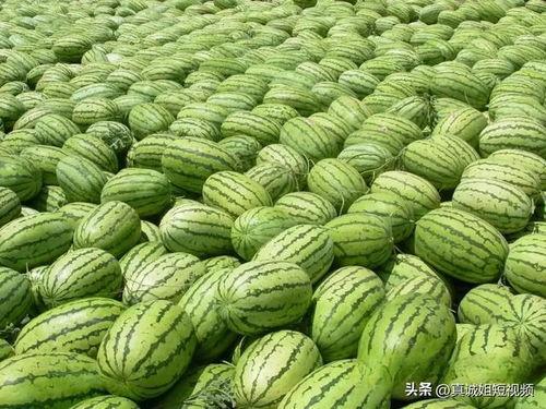 今日吃瓜每日大瓜在线观看,揭秘热门大瓜，在线观看尽享娱乐盛宴