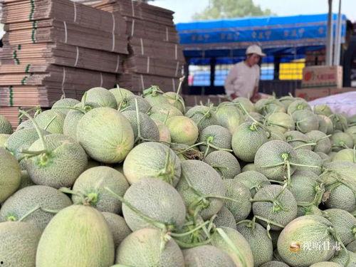 民勤蜜瓜今日行情,甜蜜价格波动，品质瓜果受热捧