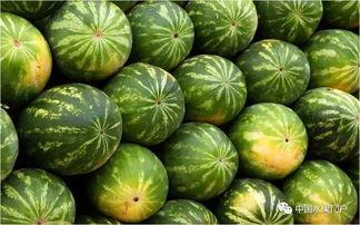 中国瓜网今日瓜价,中国瓜网最新瓜果行情一览