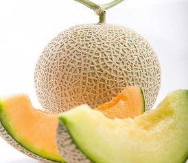 今日哈密瓜网纹瓜价格
