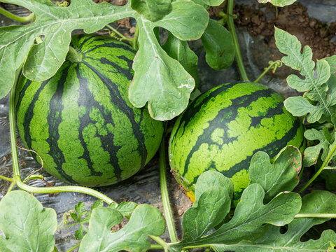 尚村岗麒麟瓜今日价格,价格行情一览