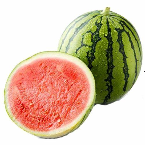 尚村岗麒麟瓜今日价格,价格行情一览