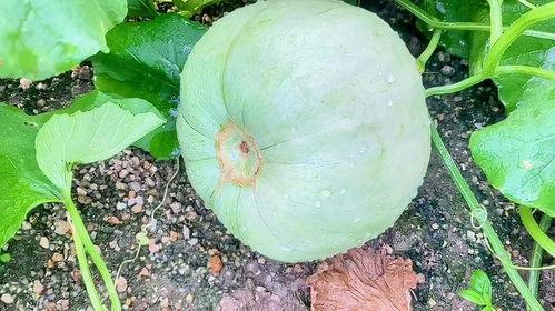 今日白银瓜价格,今日白银瓜价格波动解析