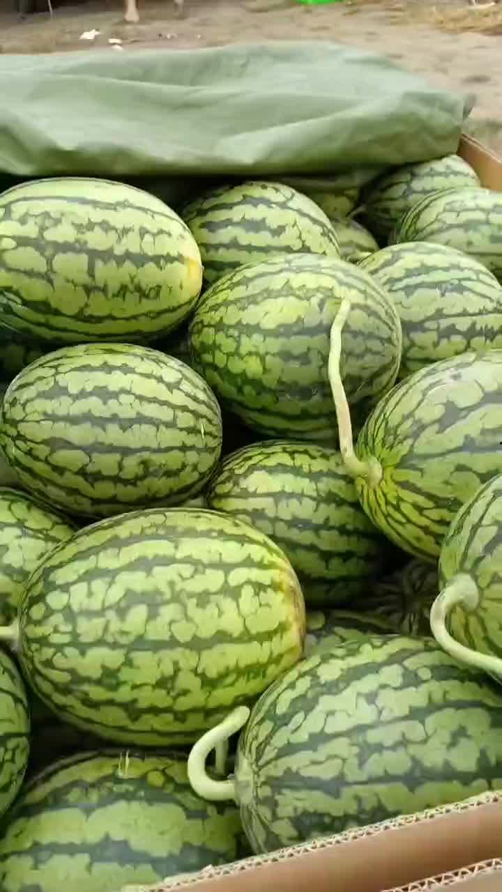 今日白银瓜价格,今日白银瓜价格波动解析