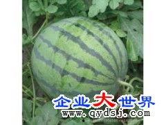 今日白银瓜价格,今日白银瓜价格波动解析