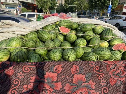 小吊瓜今日价格最新行情