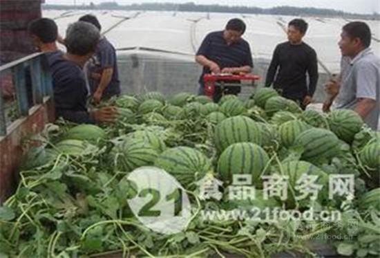 青岛市今日壮瓜批发价格,行情稳中向好”