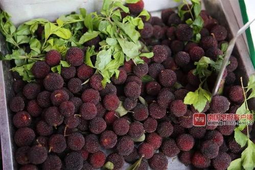 广西南宁今日瓜价,今日瓜价一览，新鲜上市！”