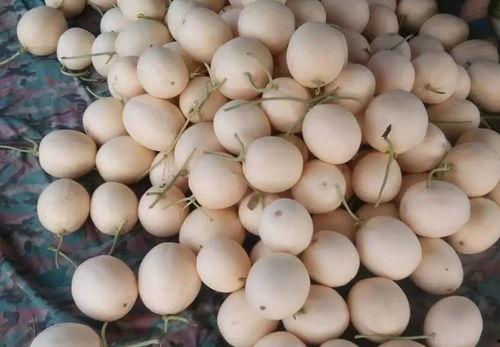 海南玉菇瓜今日价格行情最新,今日市场动态一览