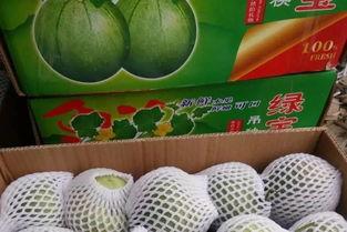 海南玉菇瓜今日价格行情最新,今日市场动态一览