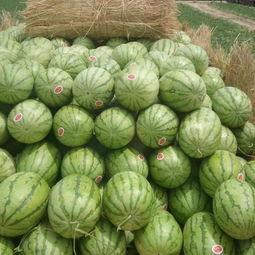 硒沙瓜价格今日价格,市场行情一览