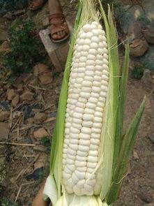 瓜菜价格今日价,涨跌波动，市场动态一览”