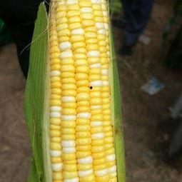 瓜菜价格今日价,涨跌波动，市场动态一览”