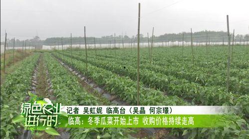 瓜菜价格今日价,涨跌波动，市场动态一览”