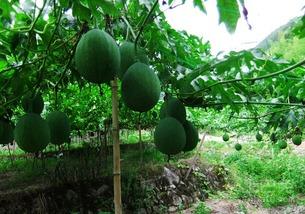 天仙市场吊瓜今日价格表,行情波动一览