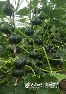 天仙市场吊瓜今日价格表,行情波动一览