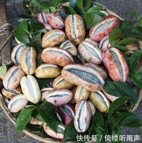 今日新鲜事八月瓜,探寻夏日里的神秘果实