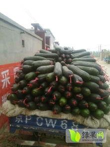 清苑瓜价今日,新鲜瓜果价格波动解析”